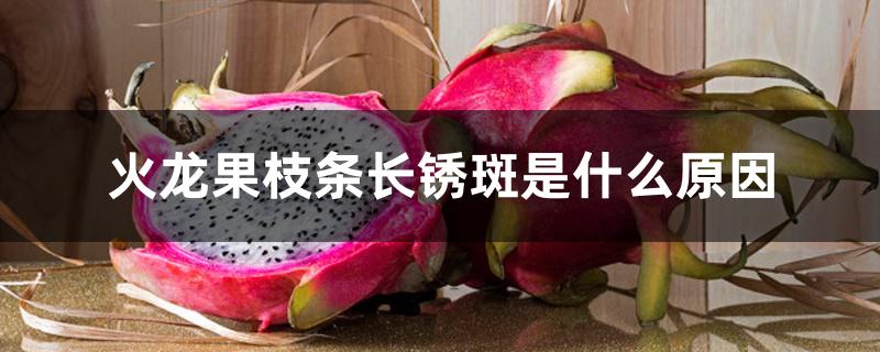 火龙果枝条长锈斑是什么原因 火龙果枝条长锈斑是什么原因