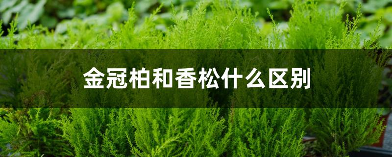 金冠柏和香松什么区别 金冠柏和香松什么区别