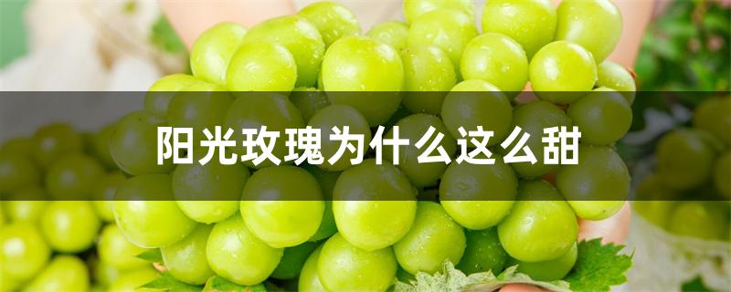阳光玫瑰为什么这么甜 阳光玫瑰为什么这么甜