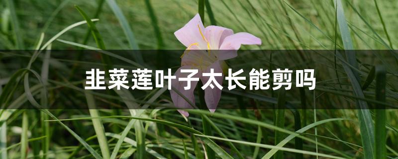 韭菜莲叶子太长能剪吗 韭菜莲叶子太长能剪吗