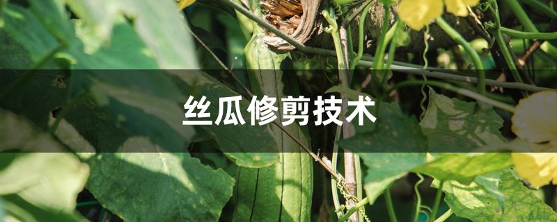 丝瓜修剪技术