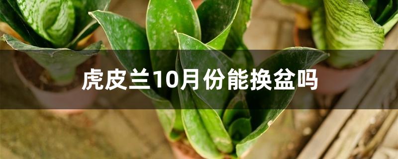 虎皮兰10月份能换盆吗 虎皮兰10月份能换盆吗