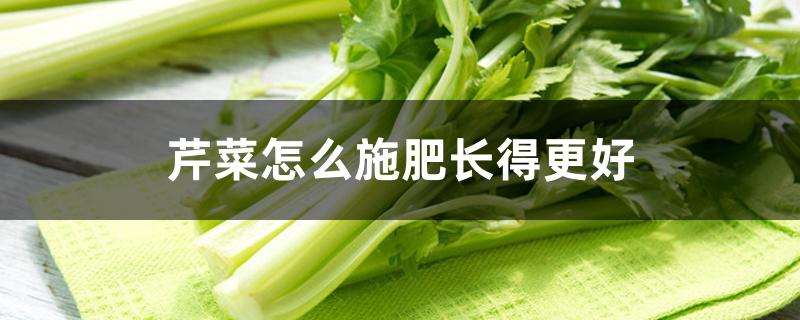 芹菜怎么施肥长得更好 芹菜怎么施肥长得更好