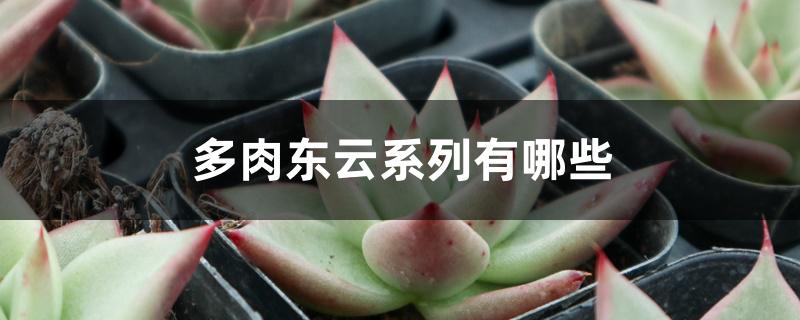 多肉东云系列有哪些 多肉东云系列有哪些