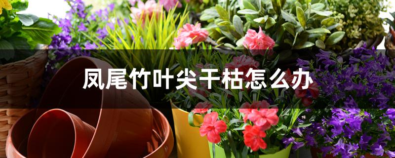 凤尾竹叶尖干枯怎么办 凤尾竹叶尖干枯怎么办