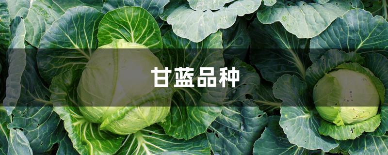 甘蓝品种