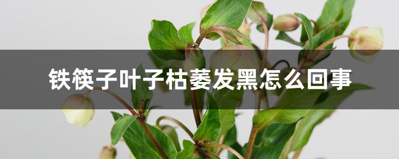 铁筷子叶子枯萎发黑怎么回事 铁筷子叶子枯萎发黑怎么回事