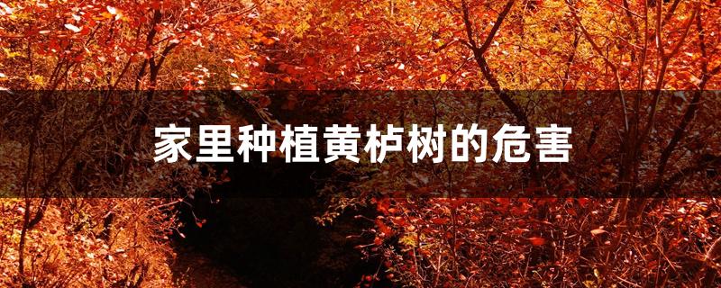 家里种植黄栌树的危害 家里种植黄栌树的危害