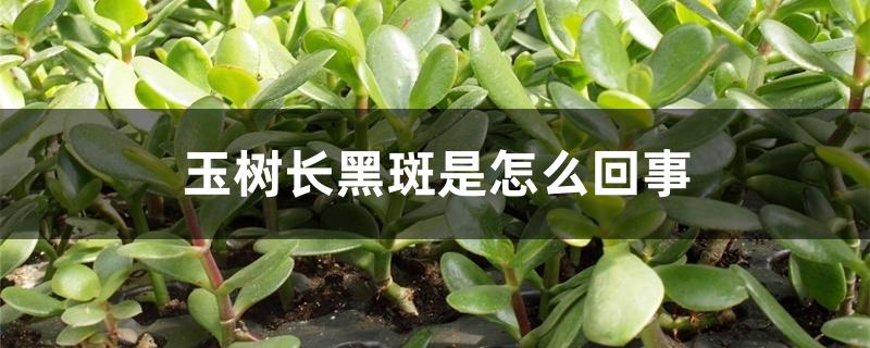 玉树长黑斑是怎么回事 玉树长黑斑是怎么回事