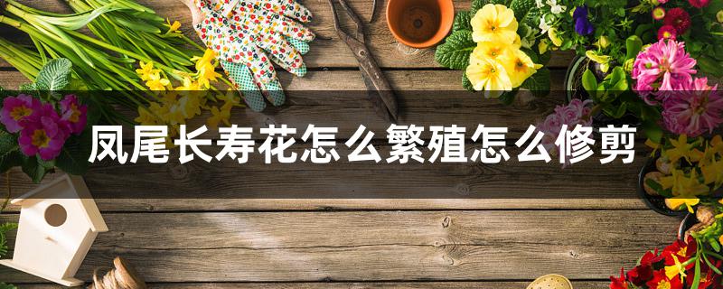 凤尾长寿花怎么繁殖怎么修剪 凤尾长寿花怎么繁殖怎么修剪