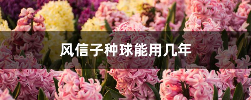风信子种球能用几年 风信子种球能用几年