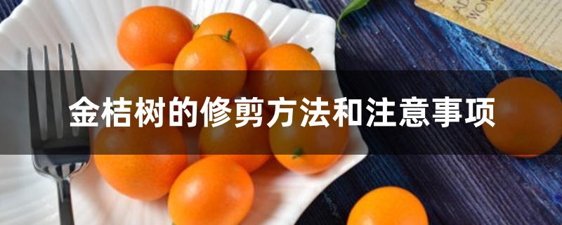 金桔树的修剪方法和注意事项 金桔树的修剪方法和注意事项