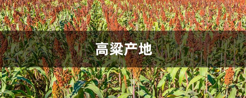 高粱产地 高粱产地