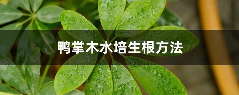 鸭掌木水培生根方法 鸭掌木水培生根方法