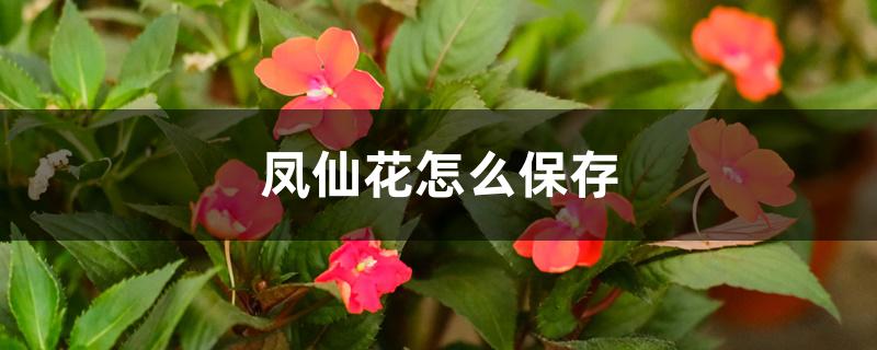 凤仙花怎么保存 凤仙花怎么保存