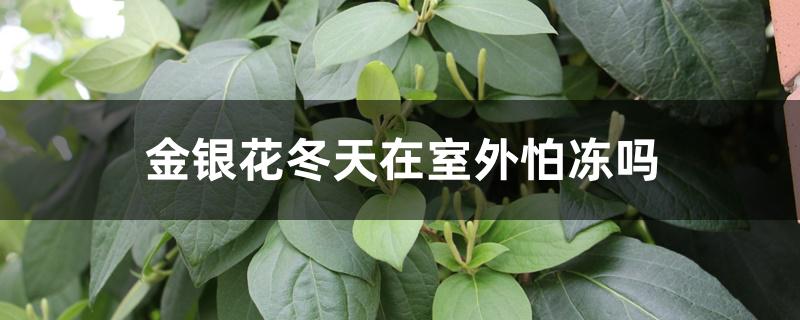 金银花冬天在室外怕冻吗 金银花冬天在室外怕冻吗