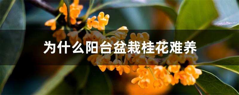 为什么阳台盆栽桂花难养 为什么阳台盆栽桂花难养
