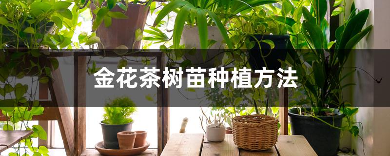 金花茶树苗种植方法 金花茶树苗种植方法