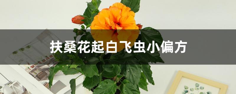 扶桑花起白飞虫小偏方 扶桑花起白飞虫小偏方