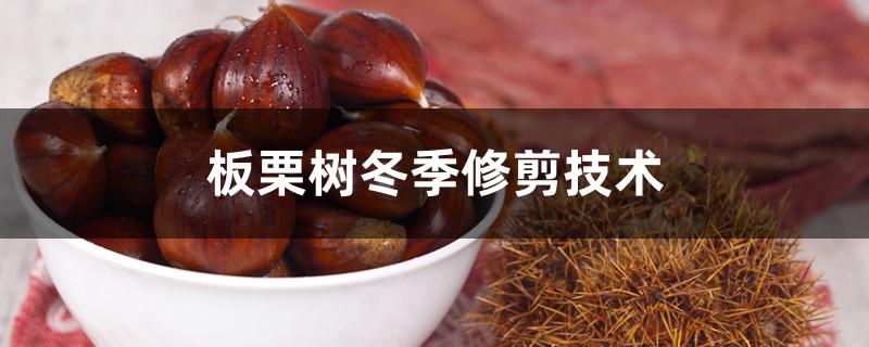 板栗树冬季修剪技术 板栗树冬季修剪技术