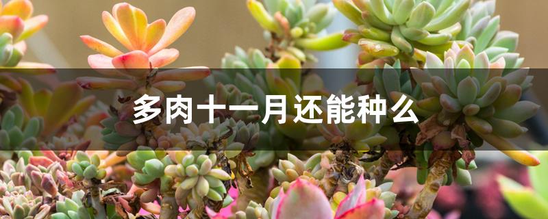 多肉十一月还能种么 多肉十一月还能种么