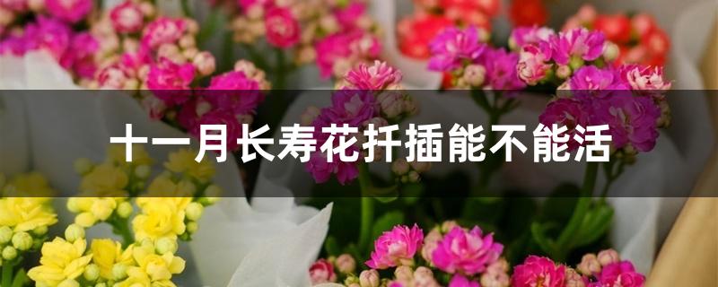 十一月长寿花扦插能不能活 十一月长寿花扦插能不能活