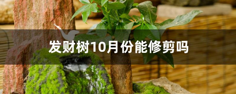 发财树10月份能修剪吗 发财树10月份能修剪吗