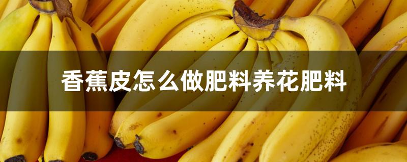 香蕉皮怎么做肥料养花肥料 香蕉皮怎么做肥料养花肥料