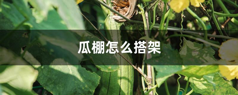 瓜棚怎么搭架 瓜棚怎么搭架