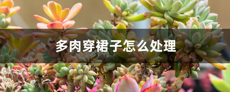 多肉穿裙子怎么处理 多肉穿裙子怎么处理