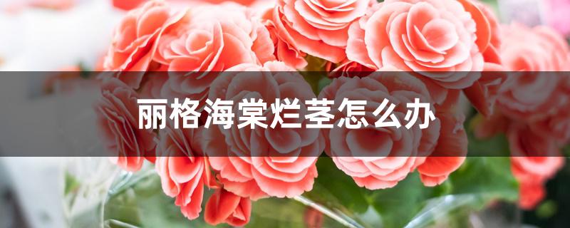 丽格海棠烂茎怎么办 丽格海棠烂茎怎么办