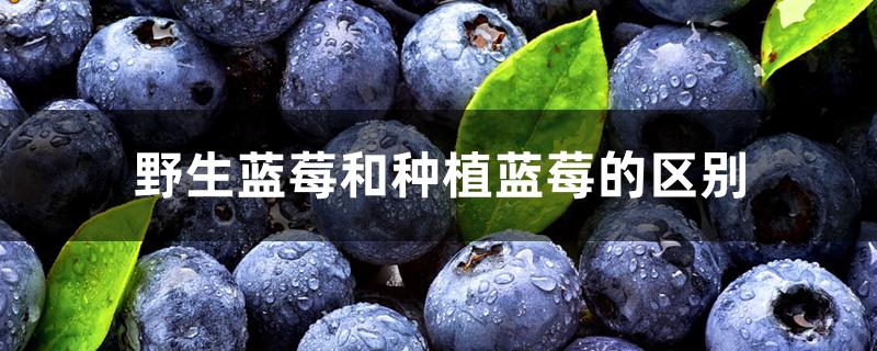 野生蓝莓和种植蓝莓的区别 野生蓝莓和种植蓝莓的区别