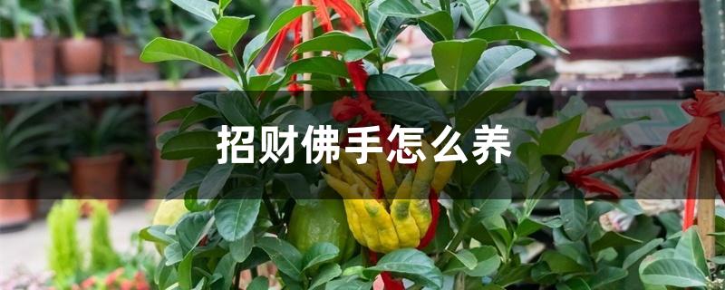 招财佛手怎么养 招财佛手怎么养