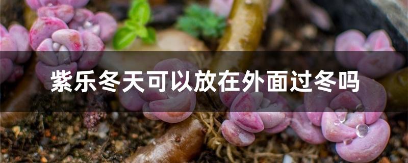 紫乐冬天可以放在外面过冬吗 紫乐冬天可以放在外面过冬吗