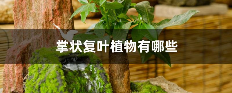 掌状复叶植物有哪些 掌状复叶植物有哪些