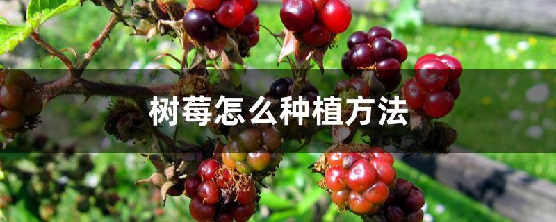 树莓怎么种植方法 树莓怎么种植方法