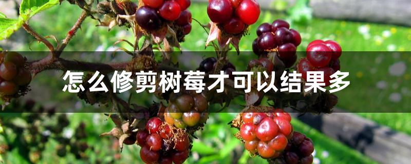 怎么修剪树莓才可以结果多