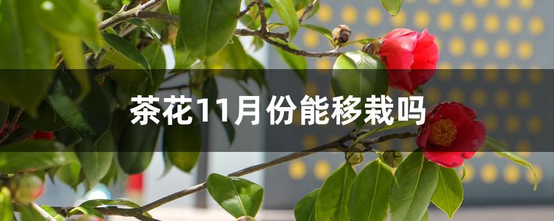 茶花11月份能移栽吗 茶花11月份能移栽吗