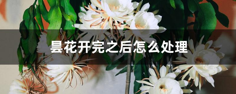 昙花开完之后怎么处理 昙花开完之后怎么处理