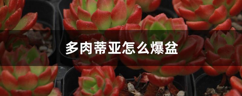 多肉蒂亚怎么爆盆