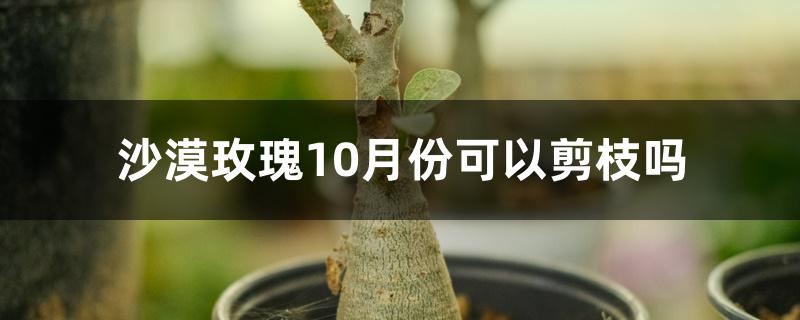 沙漠玫瑰10月份可以剪枝吗 沙漠玫瑰10月份可以剪枝吗