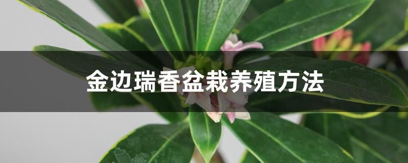 金边瑞香盆栽养殖方法 金边瑞香盆栽养殖方法