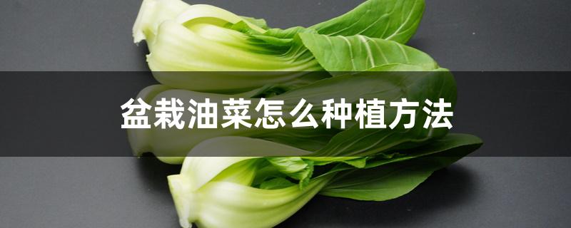 盆栽油菜怎么种植方法 盆栽油菜怎么种植方法