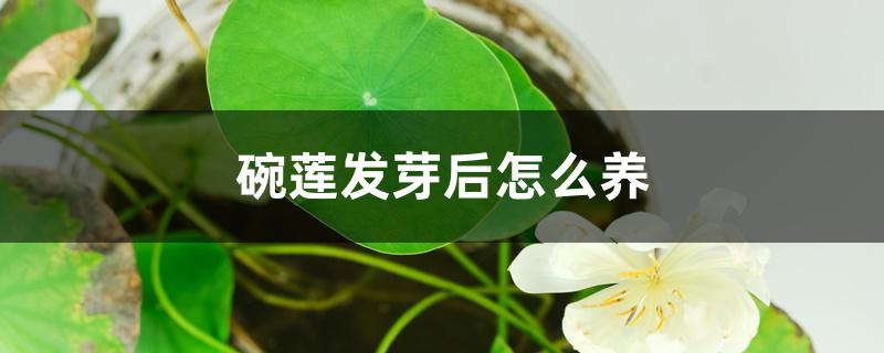 碗莲发芽后怎么养 碗莲发芽后怎么养