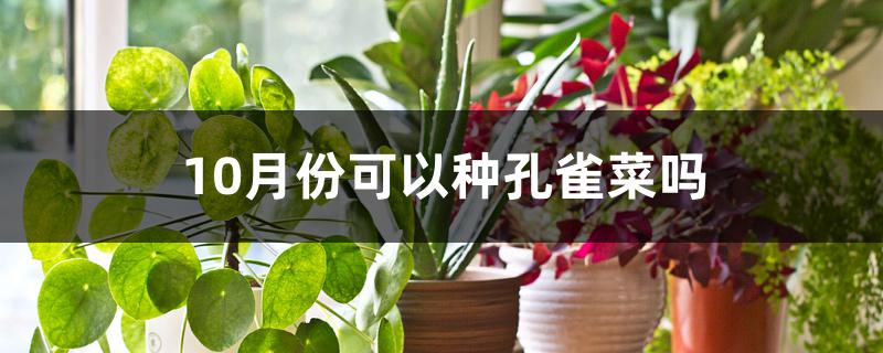 10月份可以种孔雀菜吗 10月份可以种孔雀菜吗