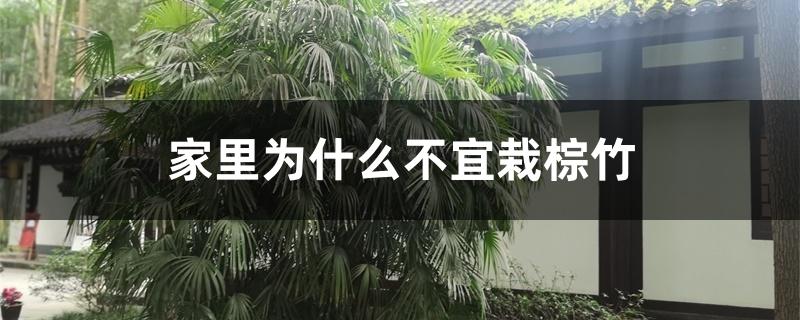 家里为什么不宜栽棕竹 家里为什么不宜栽棕竹