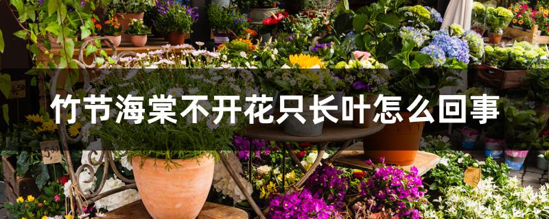竹节海棠不开花只长叶怎么回事 竹节海棠不开花只长叶怎么回事