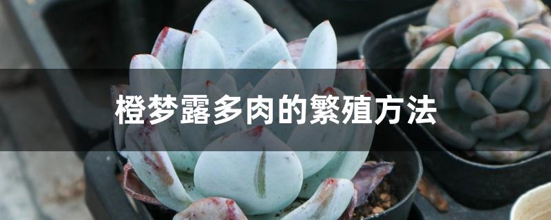 橙梦露多肉的繁殖方法 橙梦露多肉的繁殖方法