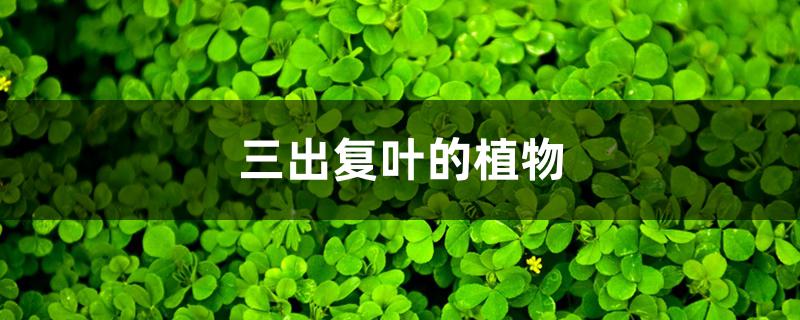三出复叶的植物 三出复叶的植物