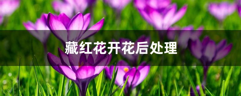 藏红花开花后处理